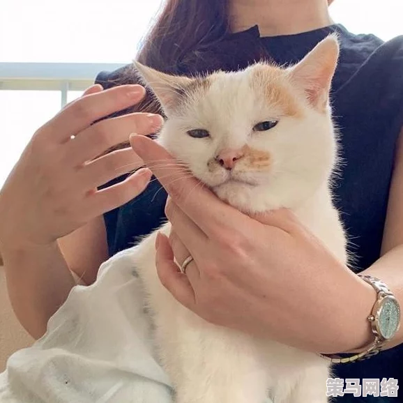 创造与魔法游戏攻略：如何捕捉宠物猫及寻找魔法猫的详细位置指南